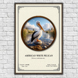 American White Pelican Zoology Series Poster