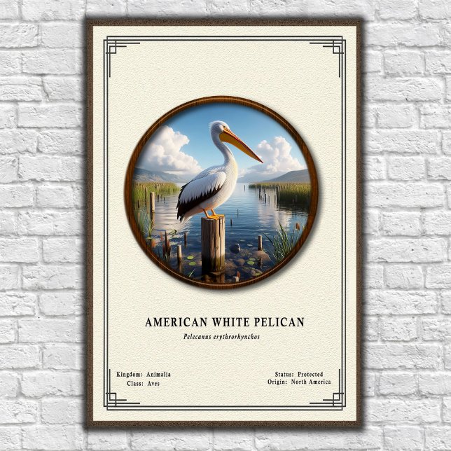 American White Pelican Zoology Series Poster (Criador carregado)