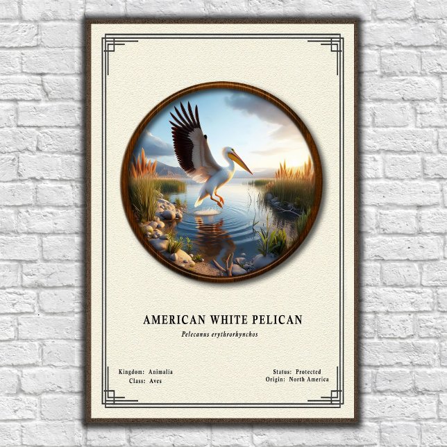 American White Pelican Zoology Series Poster (Criador carregado)