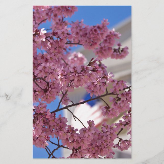 Americana Sakura Cherry Blossoms (Frente)