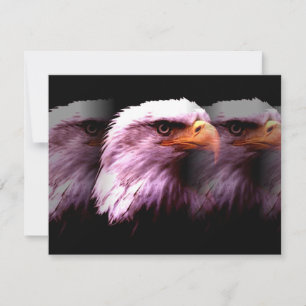 Americano calvo Eagle