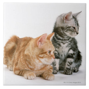 Americano Shorthair