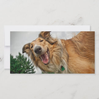 Amiga, o Sorriso Collie