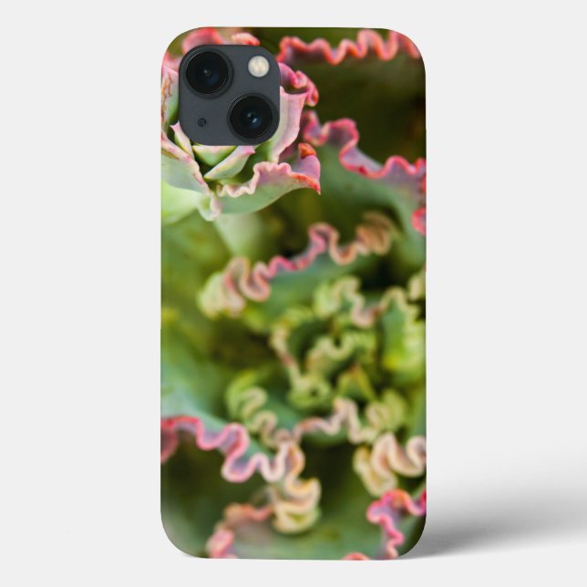 Amigo emergente de uma Planta Echeveria (Verso)