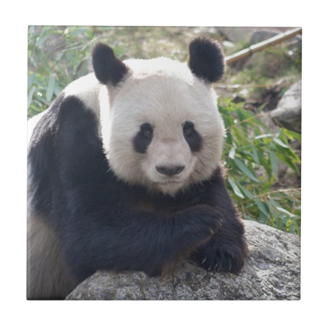 Amigo Giant Panda (Frente)