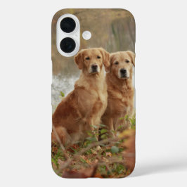Amigos de Retriever