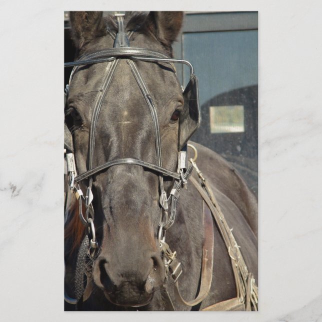 Amish Buggy Horse (Frente)