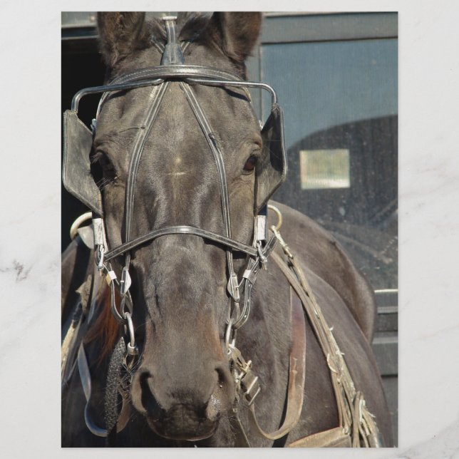 Amish Buggy Horse (Frente)