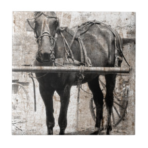 Amish cavalo grunge