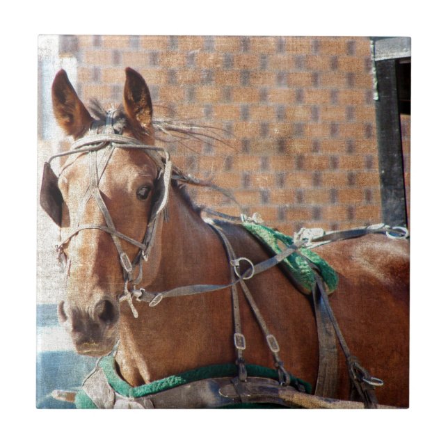 Amish Horse (Frente)