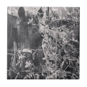 Amish Horse Black and White Grunge