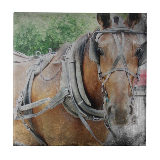 Amish Horse e Buggy (Frente)