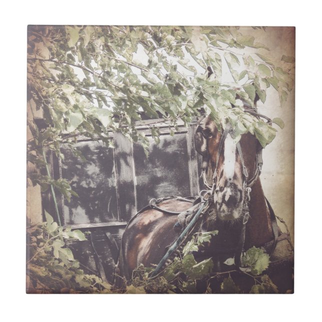 Amish Horse e Buggy na Sombra (Frente)