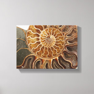 Ammonite Art Impressão
