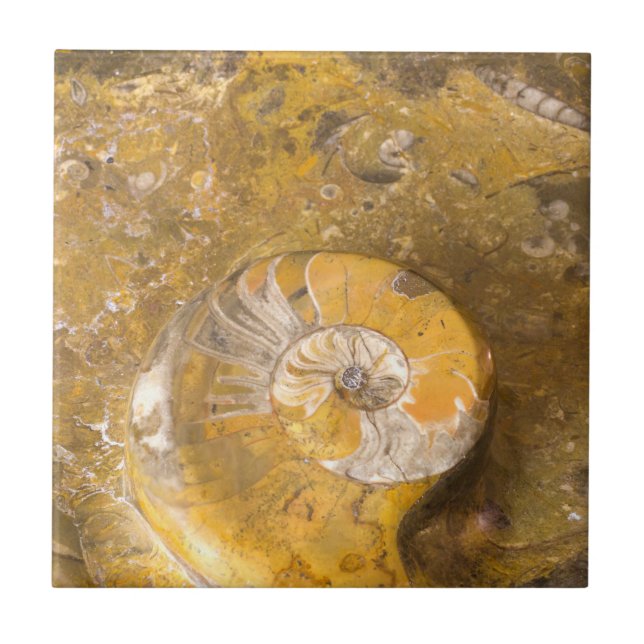 Ammonite e Outros Fósseis em Rocha Fotografia (Frente)