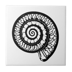 Ammonite Fóssil - Selo Espiral