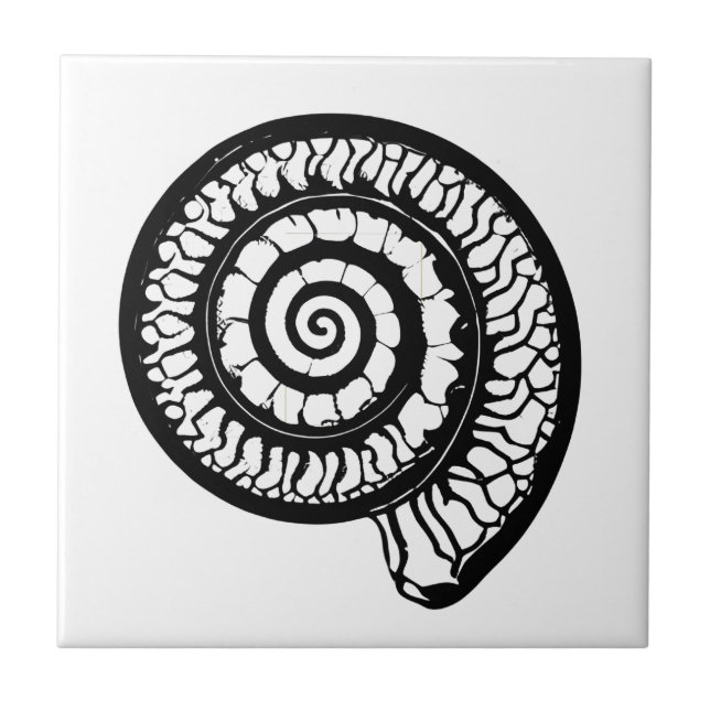 Ammonite Fóssil - Selo Espiral (Frente)
