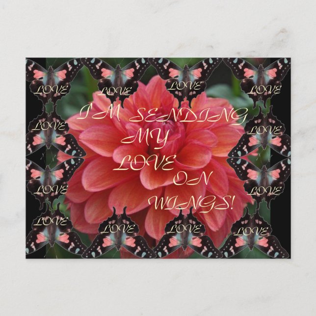 AMO AS ASAS! Cartão Postal (Frente)