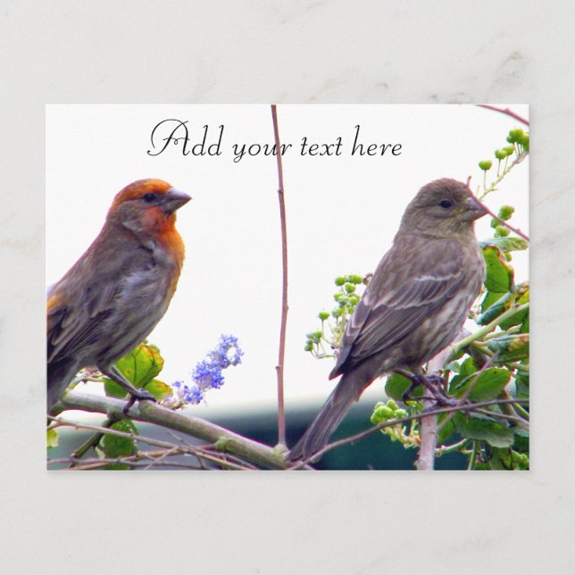 Amo-te— Cartão postal (Frente)