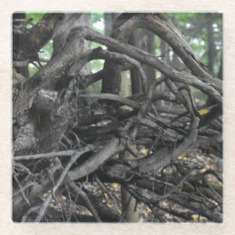 Amor a Árvore Falsa