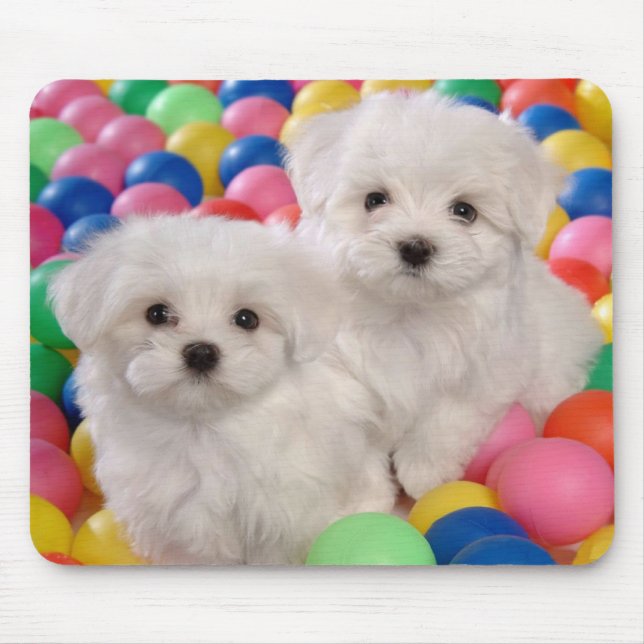 Amor Branca Bichon Fascy Dog Mousepad (Frente)