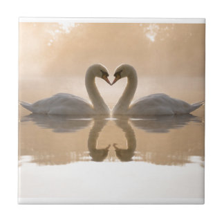 Amor da cisne