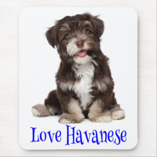 Amor de Cachorrinho Havanês Mousepad