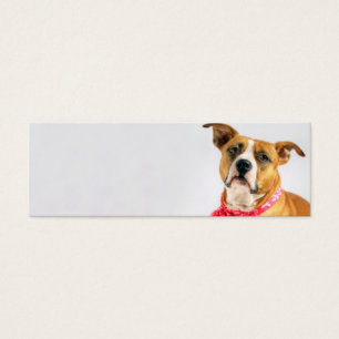 Amor de filhote de cachorro do pitbull em XOXO