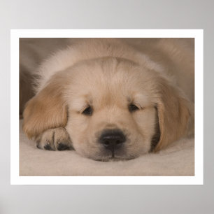 Amor de filhote de cachorro. Poster pelo cARTerART