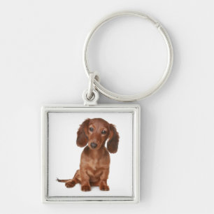 Amor de Filhote de Dachshund Porta-Chaves