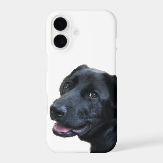 Amor de Labrador