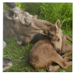 Amor de Mãe