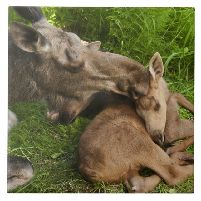 Amor de Mãe (Frente)