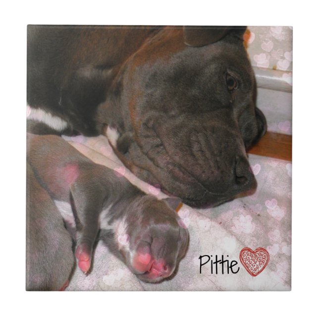 Amor de Pittie (Frente)
