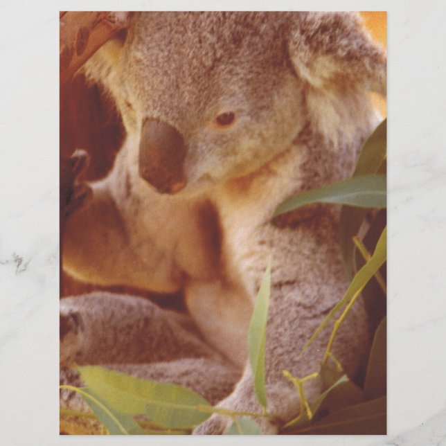 Amor de Urso Koala (Frente)