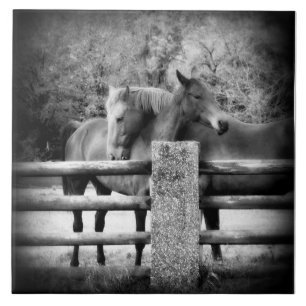 Amor do cavalo - par de cavalos em abraço Loving