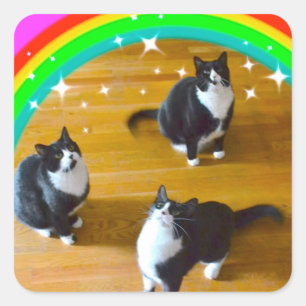 Amor ganha adesivos TuxedoTrio