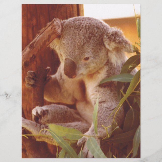 Amor Koala (Frente)