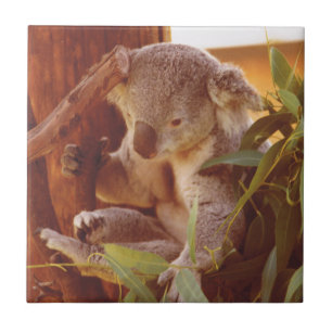 Amor Koala