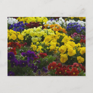 Amor-Perfeito Em Cartão Postal