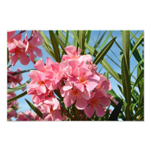 Ampliação cor-de-rosa da foto do oleander