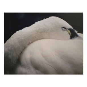 Ampliação de Foto de Cisne-da-tundra Dormindo