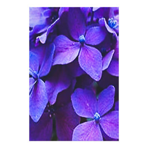 AMPLIAÇÃO DE FOTO HORTÊNSIA AZUL VERMELHA