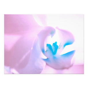 Ampliação de Fotografias Orquídeas Rosa Suave