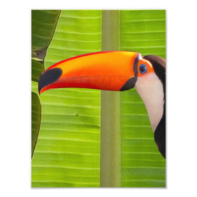 Ampliação Fotografia de Tucano (Frente)