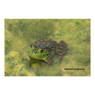 Ampliação verde da foto do close up do sapo de