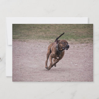 Amstaff em execução