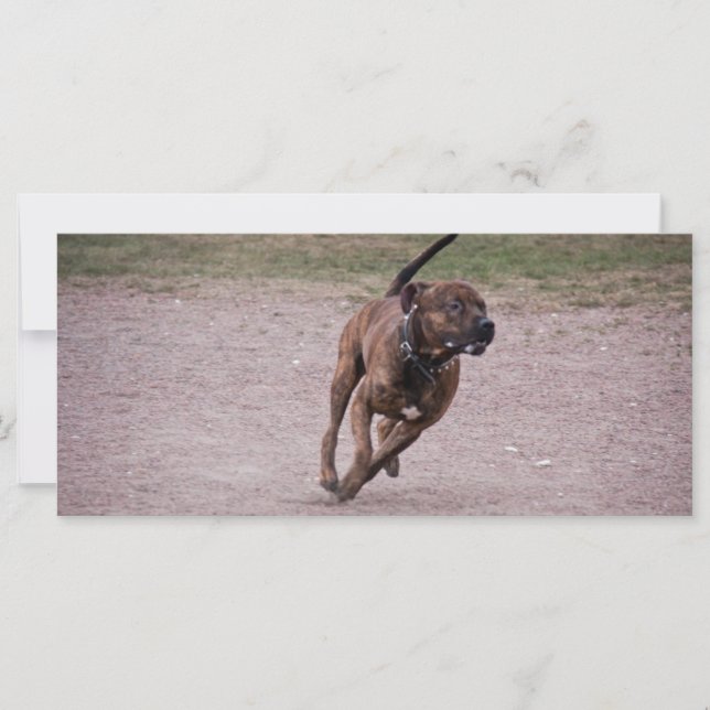 Amstaff em execução (Frente)