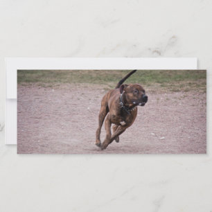 Amstaff em execução