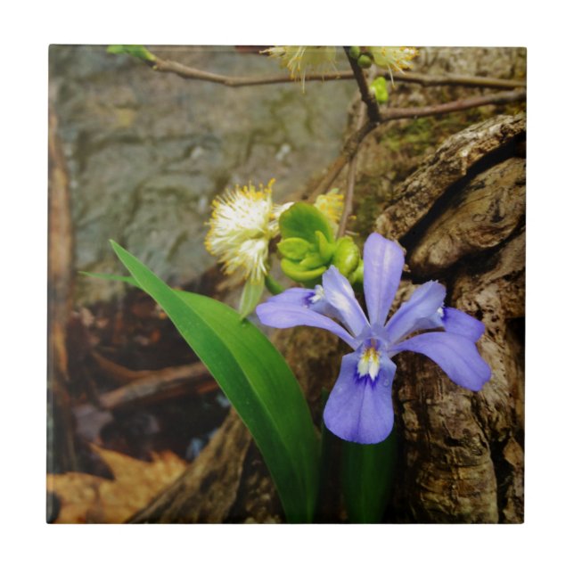 Anã-Caverna-Iris, flor branca púrpura azul-púrpura (Frente)